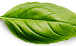 basil leaf